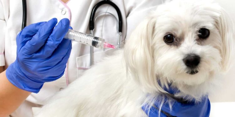 Chứng chỉ hành nghề thú